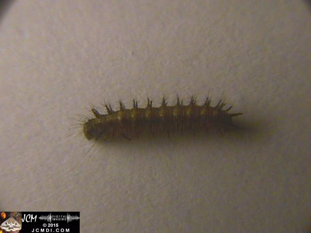Chalcedon Checkerspot (Euphydryas chalcedona) tiny 2nd instar larvae